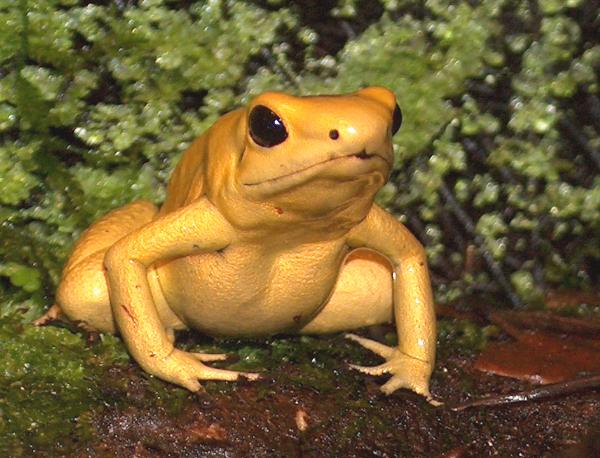 Phyllobates%20terribles.JPG